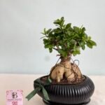 نبتة البونساي