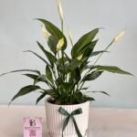 نبتة الشراع